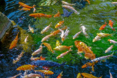Hayvanat bahçesindeki güzel renkli balıklar
