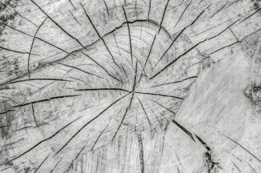 Çapraz kesitte ağaç ve çizgileri kes