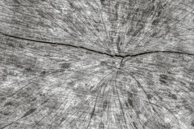 Ormandaki ağacı kesin, yakın çekim hatları.