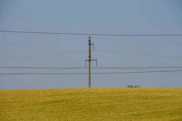 Pole Zelené Pšenice Modrá Obloha — Stock fotografie