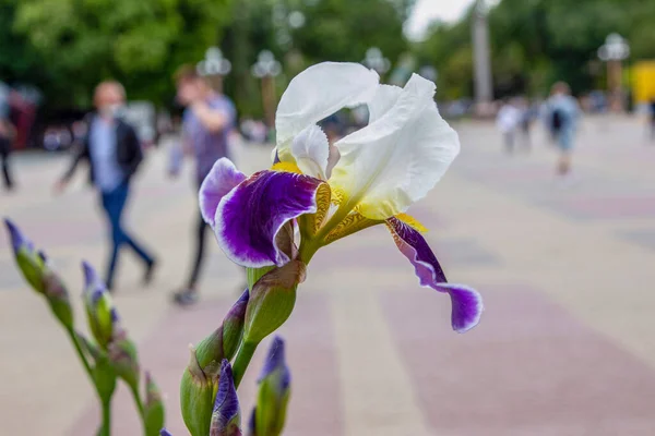 Schöne Grünpflanzen Frühling Garten — Stockfoto