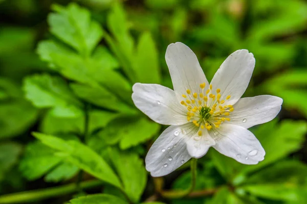 Beautiful Summer Flower Blossom Nature — Stock Photo, Image