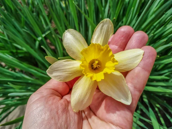 Sarı Laleler Baharda Bahçede Çiçek Açtı — Stok fotoğraf