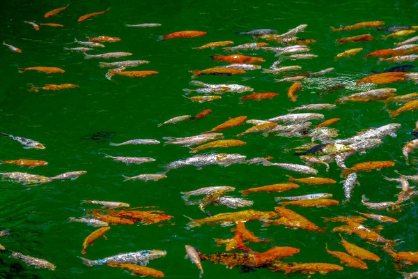 動物園の美しい色の魚 — ストック写真