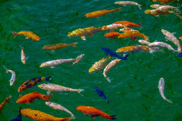 動物園の美しい色の魚 — ストック写真
