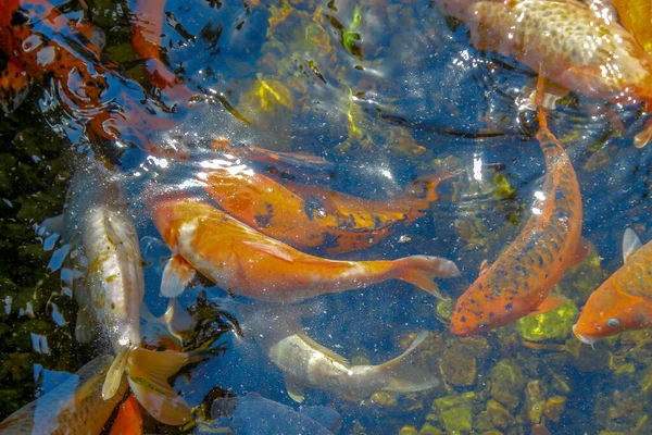 動物園の美しい色の魚 — ストック写真