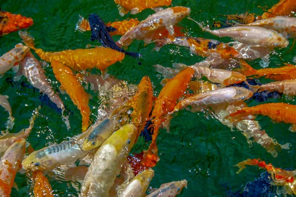 Красивая Цветная Рыба Зоопарке — стоковое фото