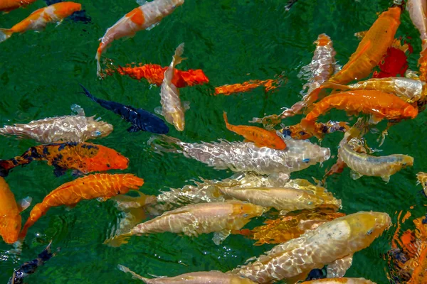 Красивая Цветная Рыба Зоопарке — стоковое фото