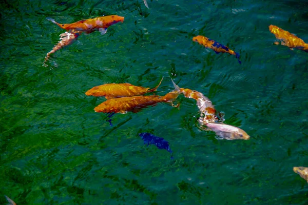 Belos Peixes Coloridos Zoológico — Fotografia de Stock