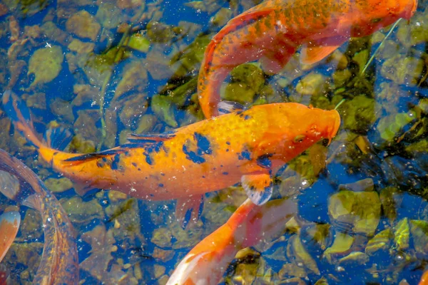 动物园里美丽的彩色鱼 — 图库照片