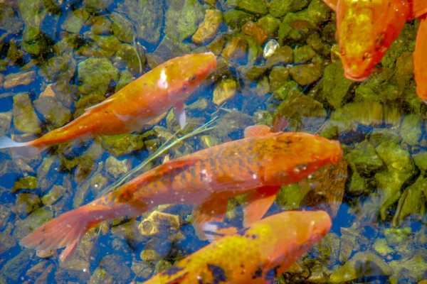 Ikan Berwarna Indah Kebun Binatang — Stok Foto