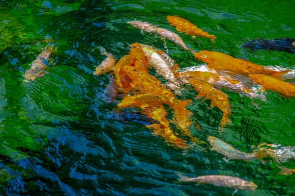 Beautiful Colored Fish Zoo — Stock Photo, Image
