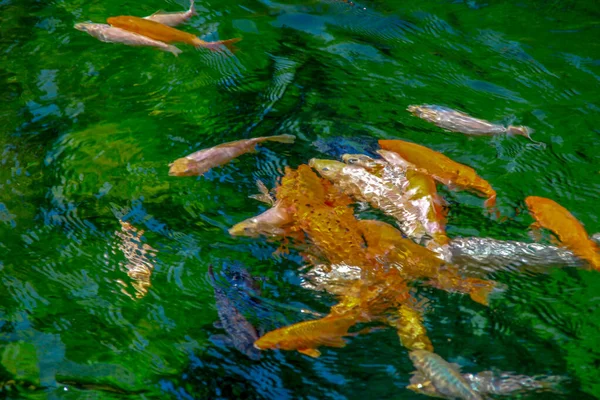 Красива Кольорова Риба Зоопарку — стокове фото