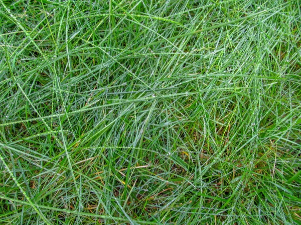 Текстура Зеленой Травы Капельками Воды После Дождя Заднего Плана — стоковое фото