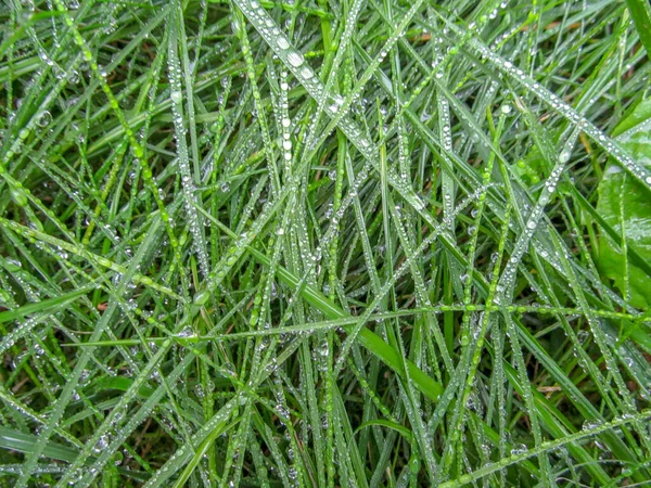 Texture of green grass with water dewdrops after rain for backgrounds