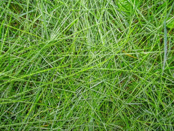 Textura Grama Verde Com Gotas Orvalho Água Após Chuva Para — Fotografia de Stock