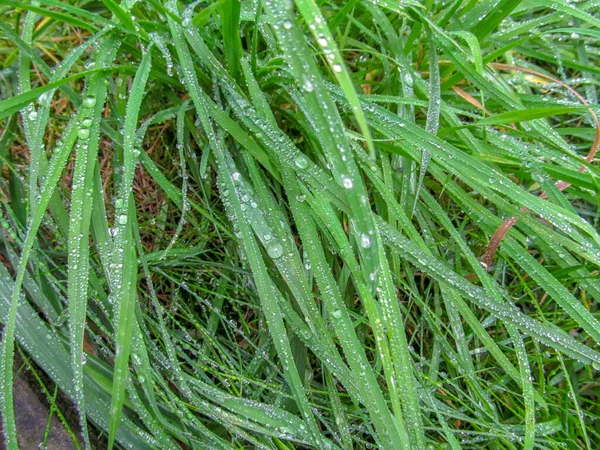 Texture of green grass with water dewdrops after rain for backgrounds