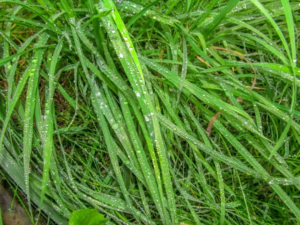 背景に雨の後に水が落ちる緑の草の質感 — ストック写真