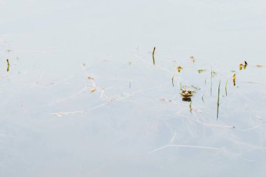 Göldeki gölde büyük yeşil kurbağa. Amfibi kurbağası