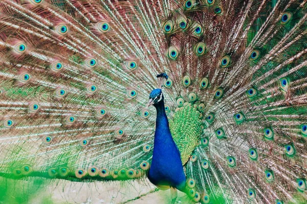 Parlak, güzel tavus kuşu. Yayılan kuyruklu kuş.