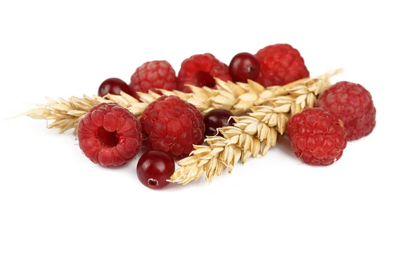 Raspberries and cranberries with cereal ears — Stock Photo, Image