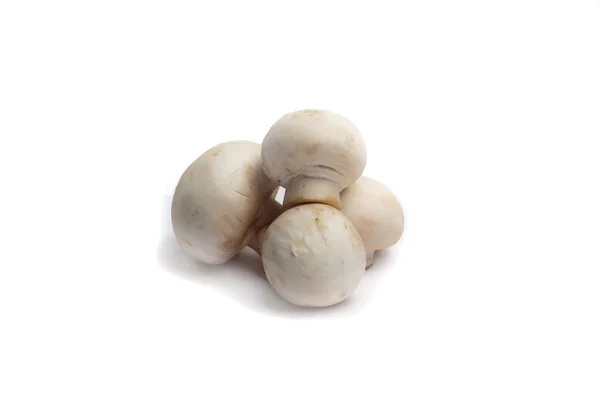 Mushrooms isolated on white background — Stock Image Mushrooms isolated on white background Royalty Free Stock Images