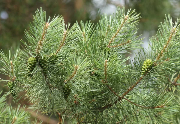 Pinheiro pinecone, verde — Fotografia de Stock