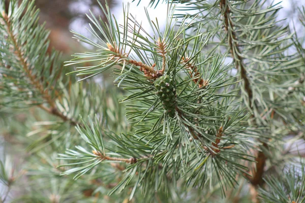 Pinheiro pinecone, verde — Fotografia de Stock