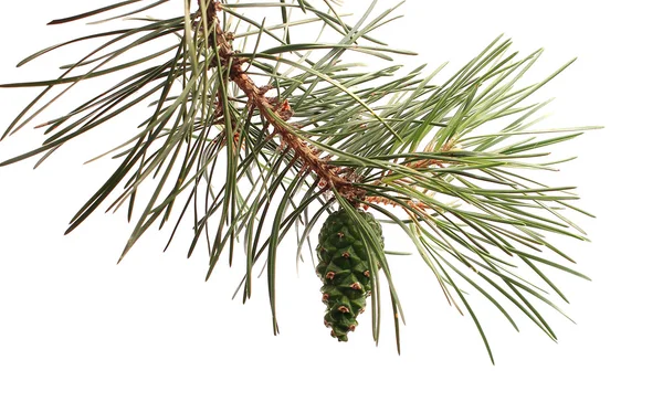 Pinecone pine, green — Stock Photo, Image