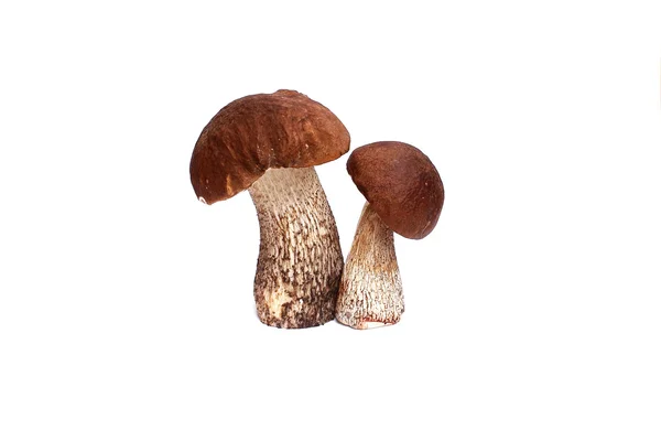 버섯 boletus — 스톡 사진