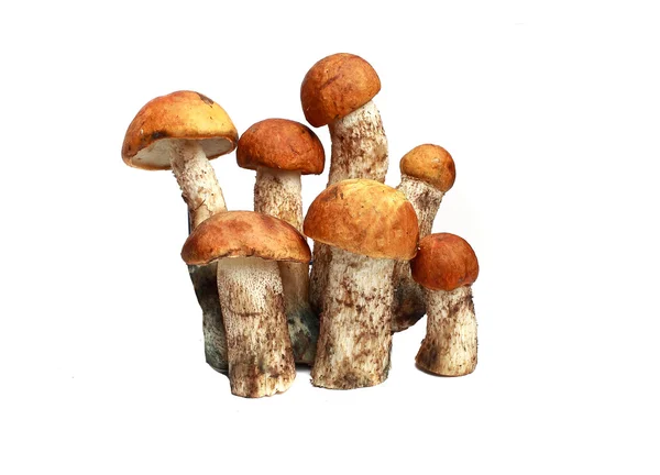 stock image mushroom orange-cap boletus and boletus