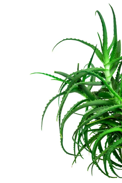 Indoor Plant Aloe Medicinal Herb Cosmetics Wound Healing Aloe Vera — Stock Photo, Image