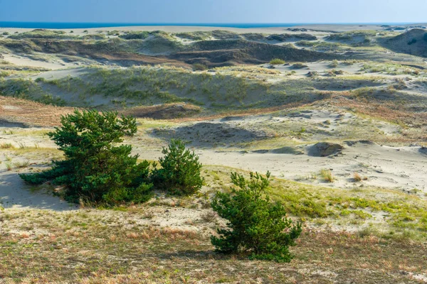 Tempo Quente Claro Sobre Uma Duna Areia Vegetação Cresce Areia — Fotografia de Stock