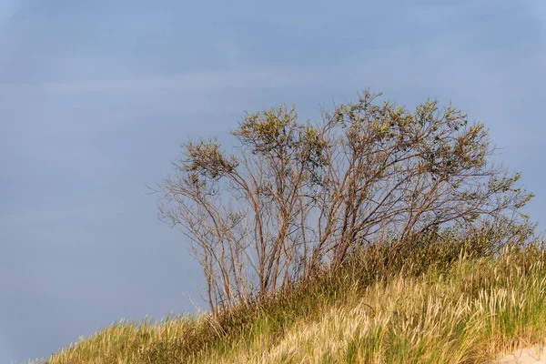 Een Lichte Zeewind Waait Door Het Droge Herfstgras Goudgroen Gras — Stockfoto