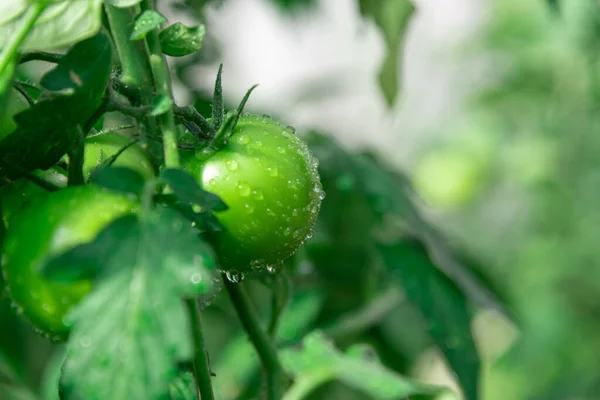 Tomates Verdes Invernadero Riega Las Verduras Cultivando Plantas Jardín Tomates Imagen de archivo