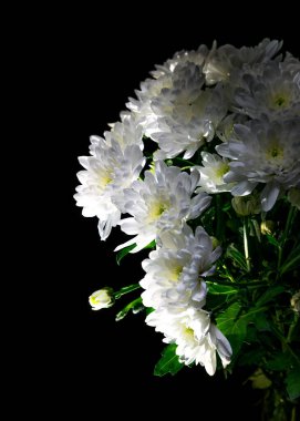 Siyah arka planda beyaz kasımpatılar. Hediye olarak bir buket narin çiçek. Beyaz kasımpatı yetiştirme. Hediye çeki için zarif bir buket. Tasarım ve harfler için arkaplan.