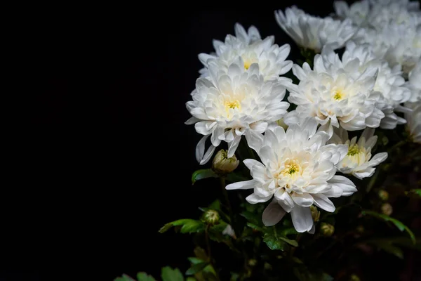 Siyah arka planda beyaz kasımpatılar. Hediye olarak bir buket narin çiçek. Beyaz kasımpatı yetiştirme. Hediye çeki için zarif bir buket. Tasarım ve harfler için arkaplan.