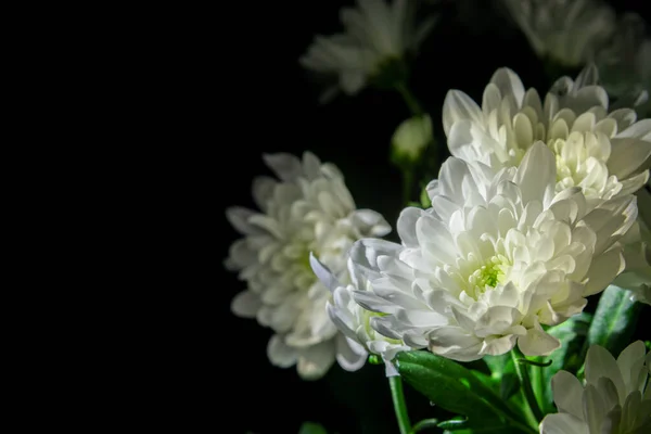 Siyah arka planda beyaz kasımpatılar. Hediye olarak bir buket narin çiçek. Beyaz kasımpatı yetiştirme. Hediye çeki için zarif bir buket. Tasarım ve harfler için arkaplan.