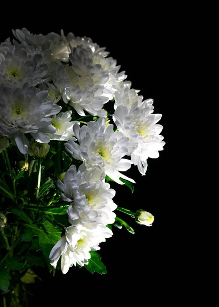 Siyah arka planda beyaz kasımpatılar. Hediye olarak bir buket narin çiçek. Beyaz kasımpatı yetiştirme. Hediye çeki için zarif bir buket. Tasarım ve harfler için arkaplan.