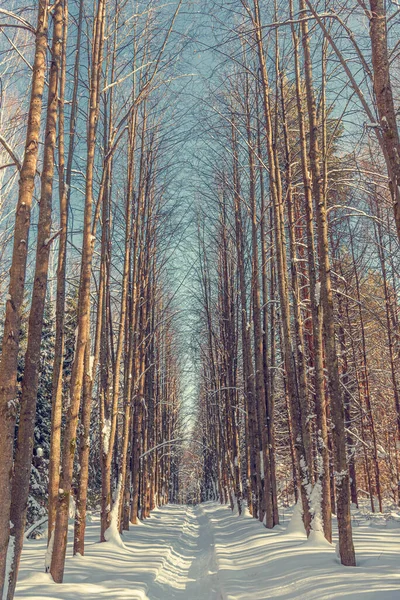 Winter path in the forest. Forest path among the trees. A narrow alley in the park. A walk in the fresh air. Winter vacation. Forest winter landscape. New Year\'s card. Blue sky among the trees.
