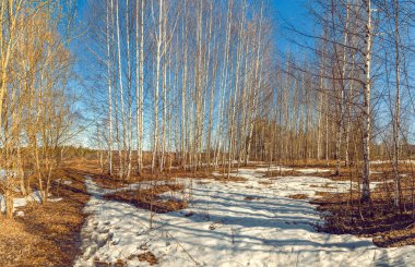 Bahar huş ağacı ormanı. Baharda parkta bir yürüyüş. Bahar güneşli zaman. Ormandaki son kar. Birch korusu, bahar, eriyen kar. Bahar manzarası. İlkbaharda güzel hava.