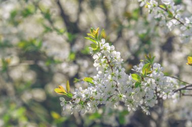 Blackthorn çiçekleri baharda çiçek açtı. Vahşi erik çiçek açmış. Çalılıklarda bir sürü beyaz çiçek var. Beyaz çiçeklerle dolu bir tebrik kartı. Güneşin aydınlattığı kiraz çiçekleri..