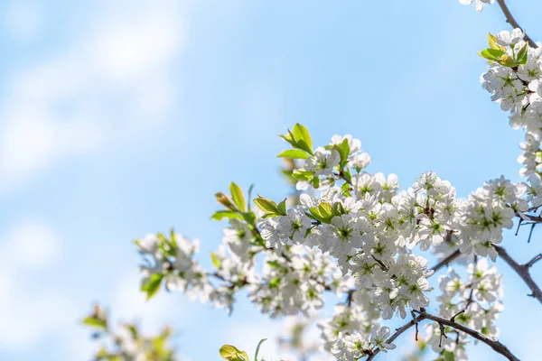 Baharın mavi gökyüzünün arka planında Blackthorn çiçekleri. Güneşle aydınlatılan erik ağacının bir dalı. Bir tebrik kartı için arkaplan ve bir yazı için yer.