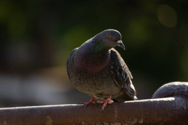 Korkulukta oturan bir güvercin. Bulanık arka planda bir şehir kuşu. Mavi kanatlı bir güvercin uzaklığa bakıyor. Güneş tarafından aydınlatılmış tüylü bir kuş. Tüneğin üzerinde dinlenen gri güvercin.