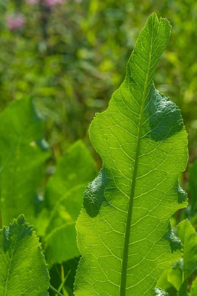 Υφή Ενός Φύλλου Αγριοράπανου Στον Κήπο Πράσινο Φύλλωμα Φωτίζεται Από — Φωτογραφία Αρχείου