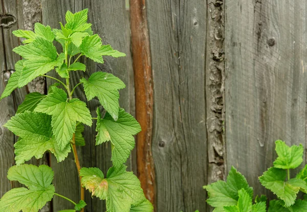 Currant Branch Background Fence Black Currant Bush Grows Wooden Boards — Stock Photo, Image