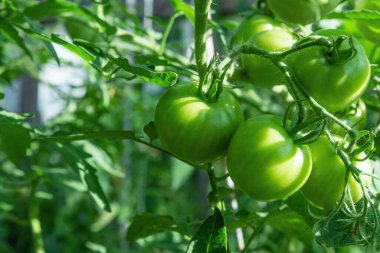 Seradaki yeşil domatesler. Kış için konserve. Bahçede sebze yetiştiriyor. Olgunlaşmamış domatesler. Salata için ürünler. Tarım bitkisi. Yeşil yapraklı domatesler.