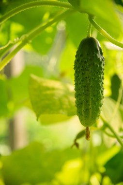 Serada yetişen olgun salatalıklar. Dala asılı yeşil bir meyve. Yeşil yaprakların arka planında salatalık. Salata ve yemek için sebzeler. Bir serada salatalık toplamak..
