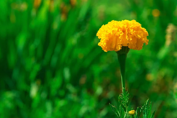 Keltaiset Kasvimaat Vihreällä Pohjalla Kirkkaan Keltainen Kukka Kukkii Kesällä Koristekasvi — kuvapankkivalokuva