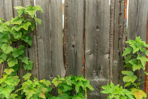 Une Branche Groseille Sur Fond Une Clôture Buisson Cassis Pousse — Photo